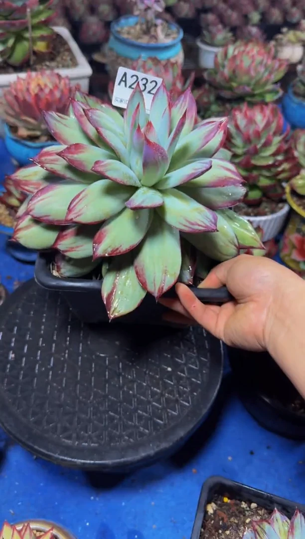 A232惊鸿仙子（裸根发货）