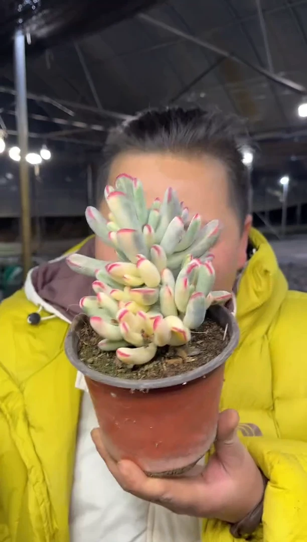 【闪购商品】67-棒叶黄锦福娘锦9.99