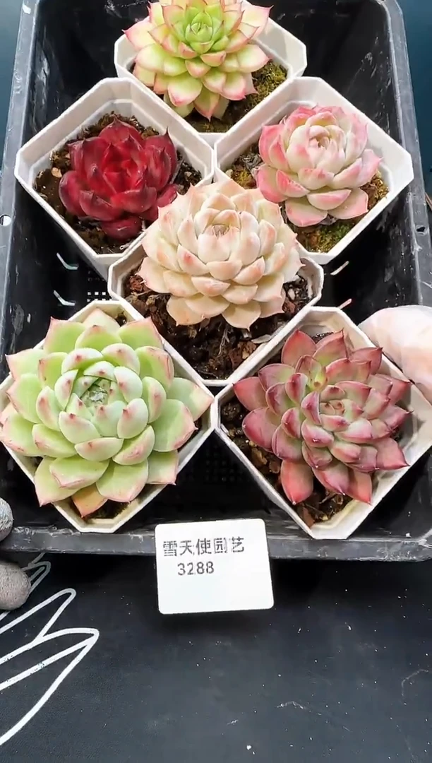 3  288  多肉 6  颗