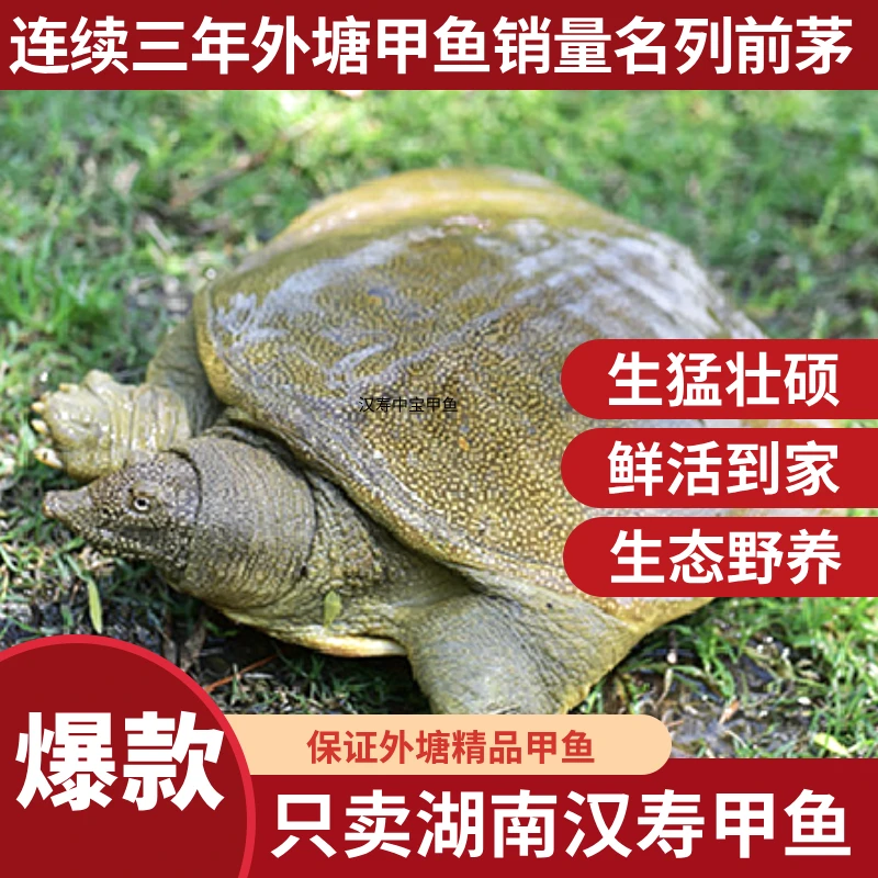 【生猛外塘甲鱼3只】正宗外塘甲鱼青背白肚共6-7斤生态外塘养殖包邮