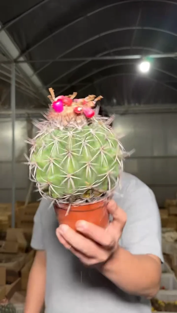 实生根 卷云【带云顶】