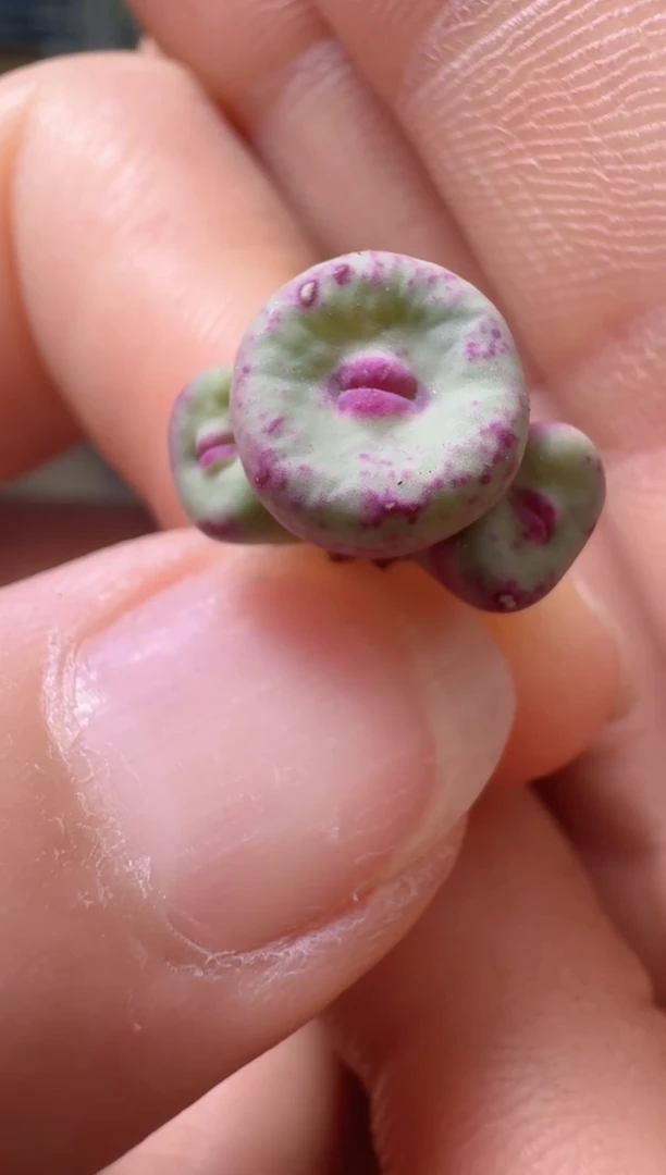 ?**丶3-12多肉植物红嘴一颗