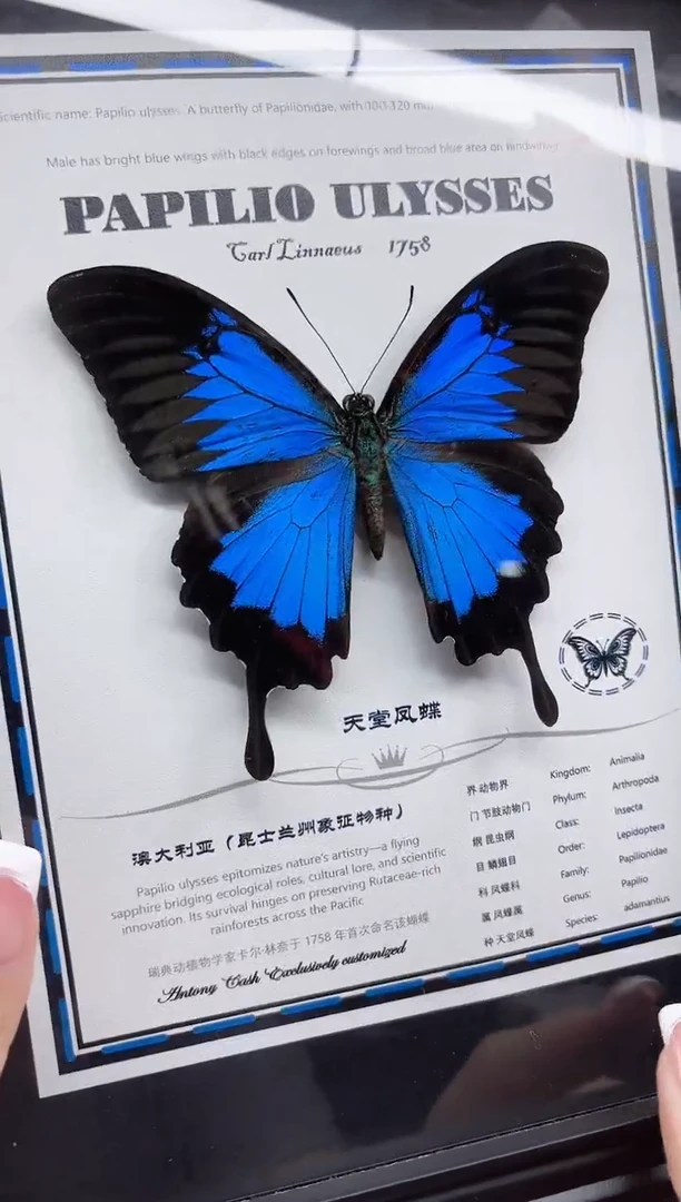 天堂凤蝶相框标本