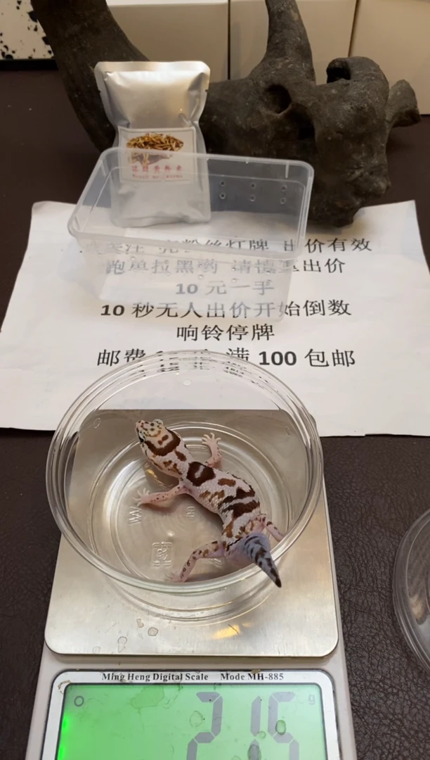 肥尾守宫Scale Tail 爬宠F6