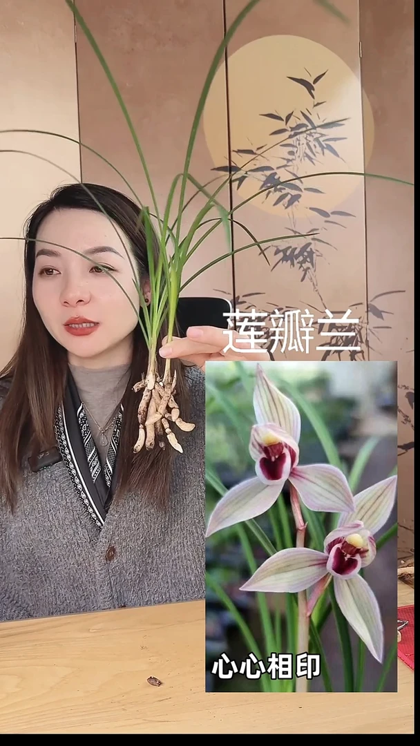 当前无花栽培后可以开花:心心相印