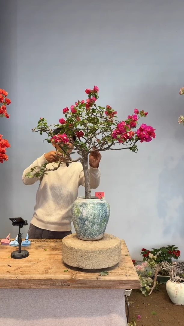 以实际为准堂**德三角梅38