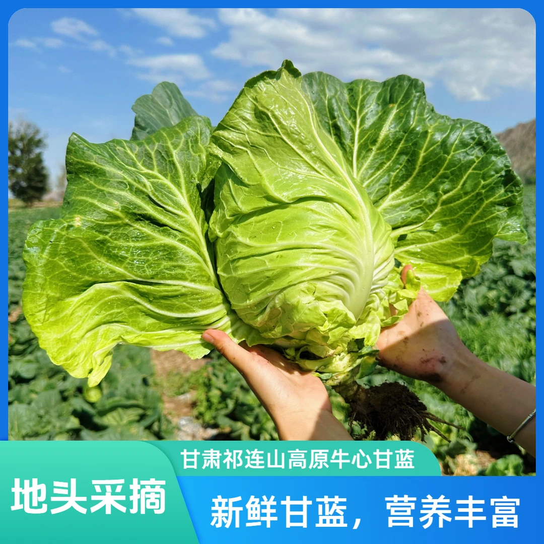 地头采摘甘肃祁连山雪水浇灌牛心甘蓝4.5/8.5斤新鲜蔬菜不泡药水