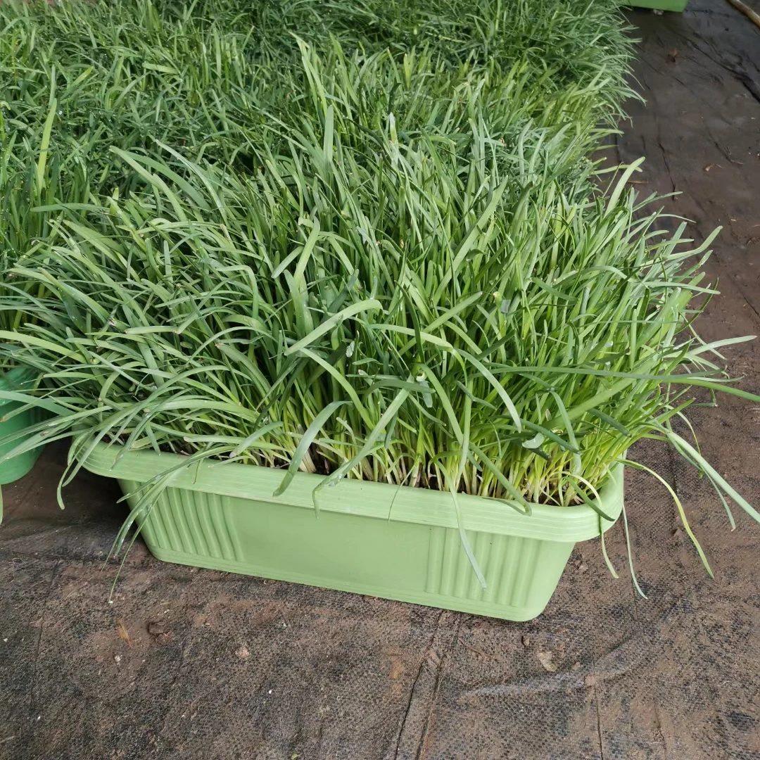 盆栽韭菜，自己种的吃着才放心