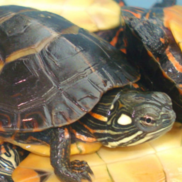 直播间挑选宠物龟下单链接