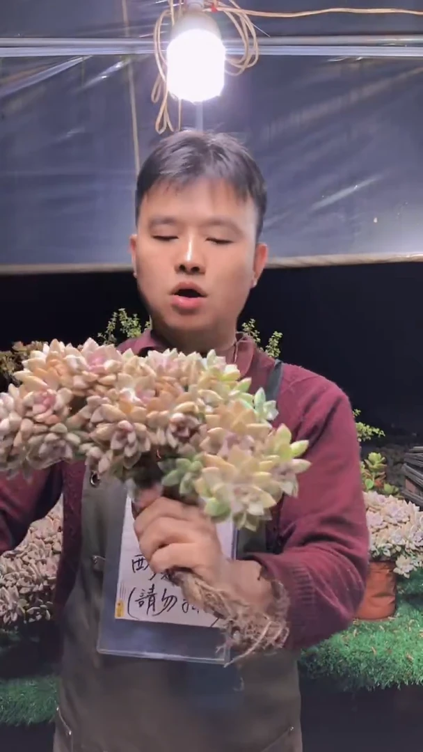 139淡雪缀化一物一拍