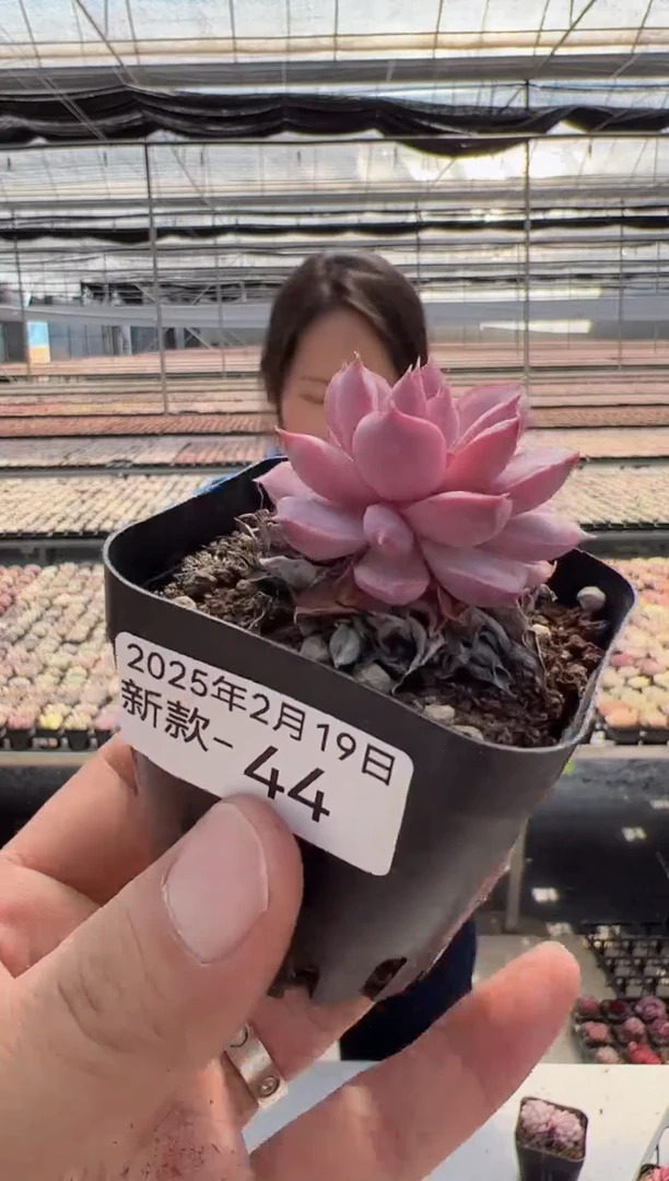 【闪购商品】新款多肉-44