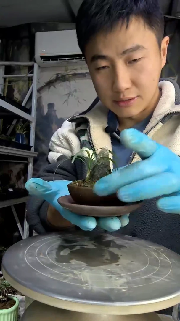 气*中青园艺一物一拍花473