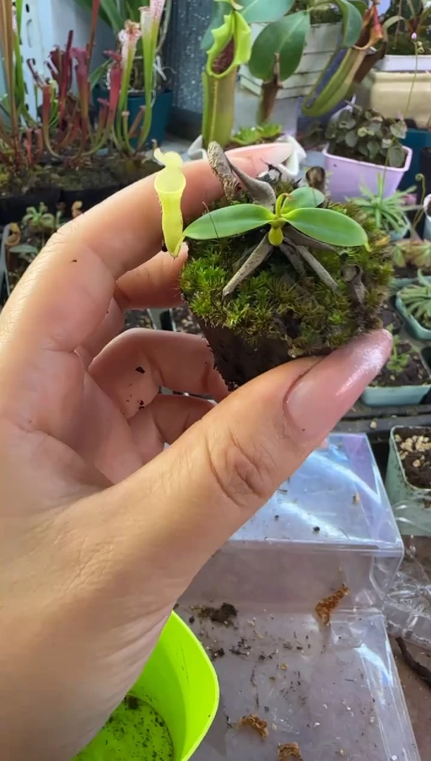 完全开放风铃猪笼草