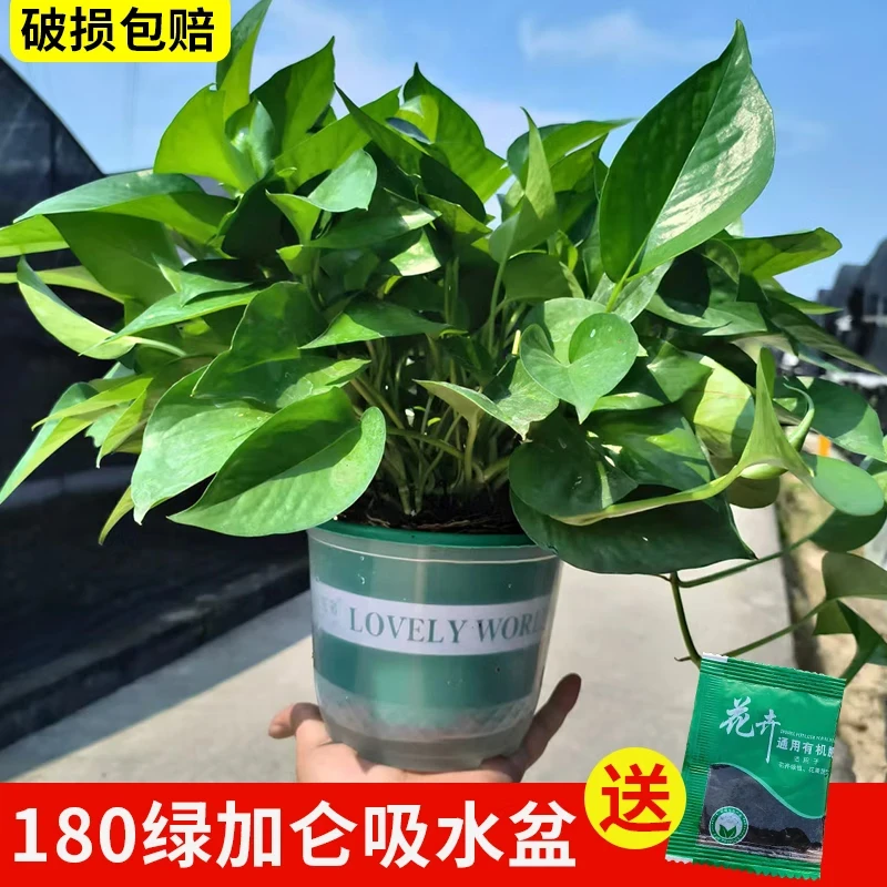 180绿箩盆栽室内绿植好养大叶绿萝花卉植物源头基地直发市场批发