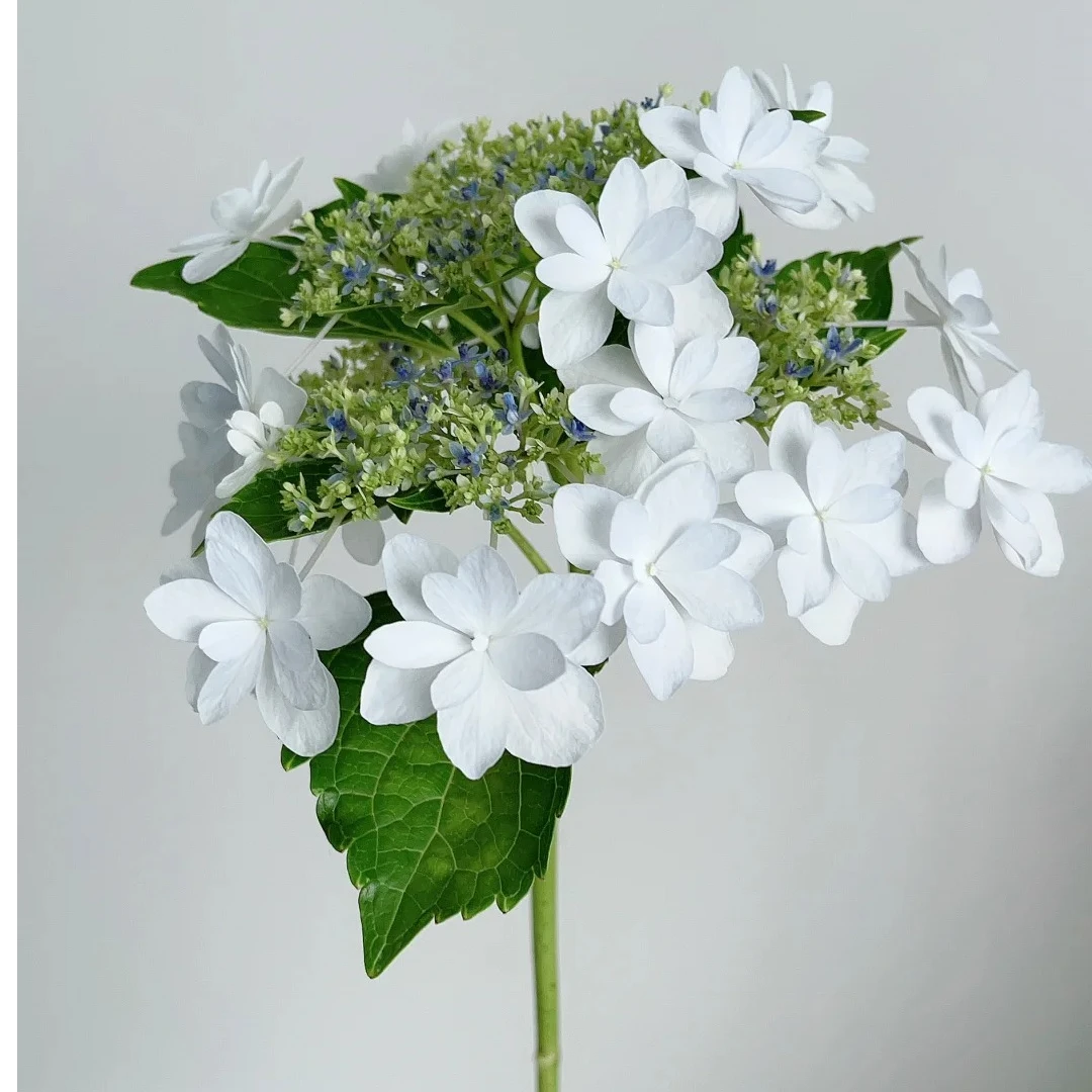 【基地直发】泉鸟2加仑绣球原土原盆带花苞1