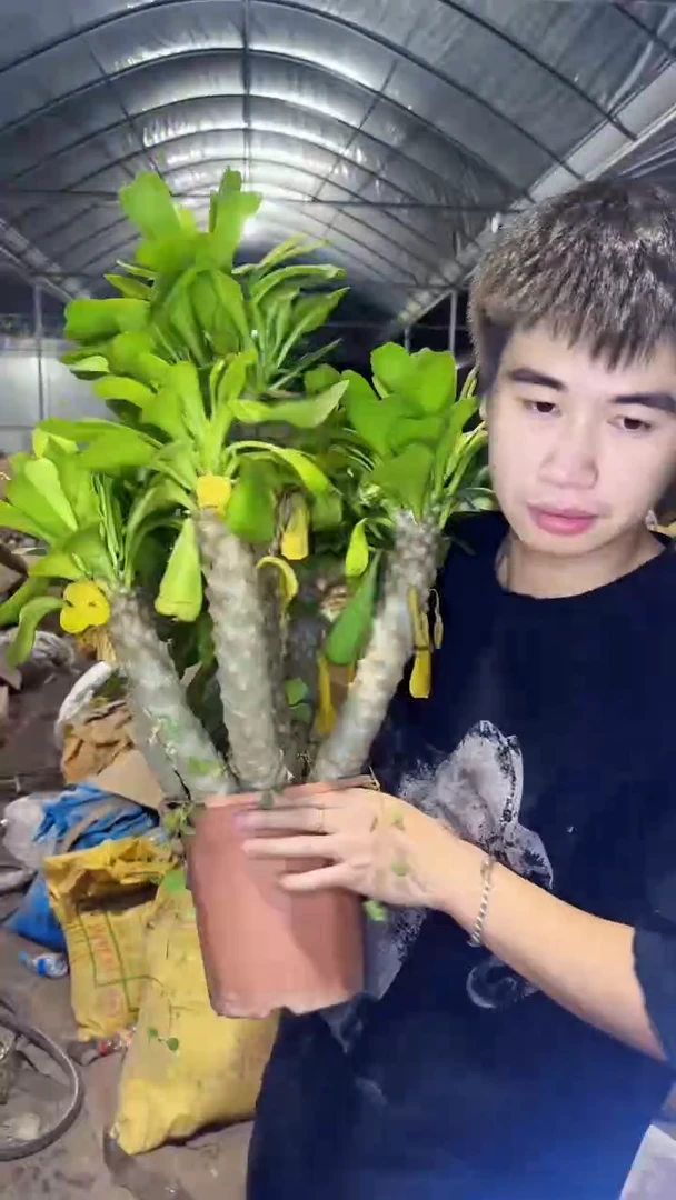 超多头 青叶扇贝麒麟