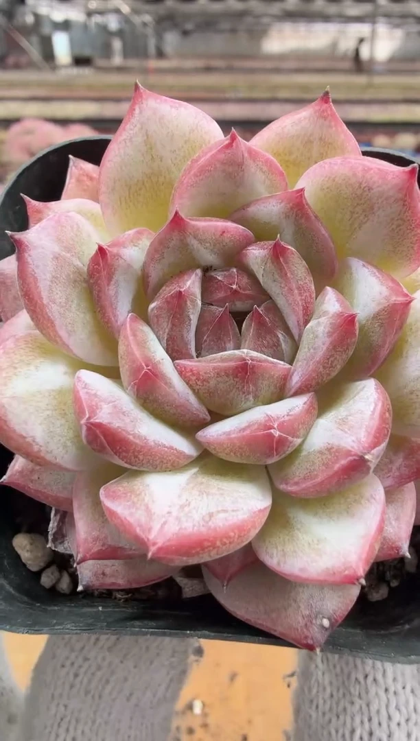 东云多肉园二店-423