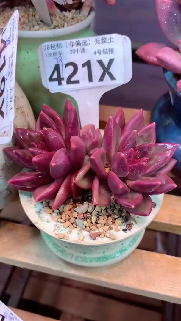 421X（一物一拍，精品多肉，w所见即所得 ）