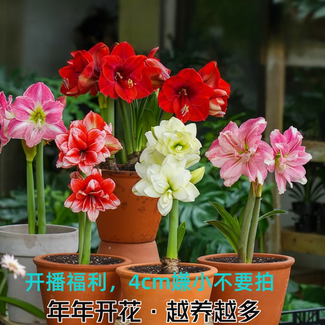 【开播福利4公分左右嫌小勿拍】重瓣朱顶红种球四季开花好养活对版