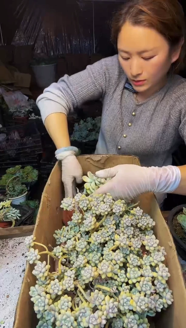197号一物一拍默认微瑕不售后
