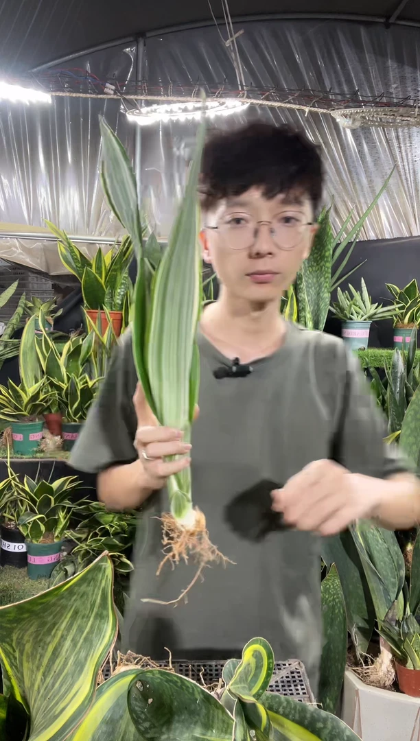 雪纹蓝龙裸根12.8