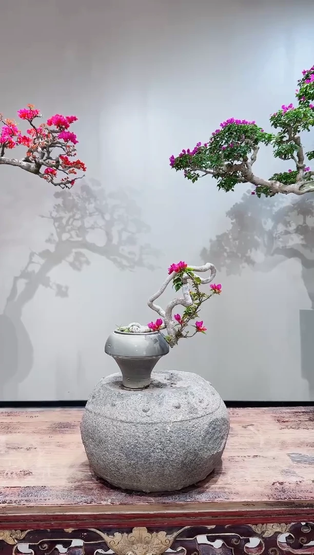 【闪购商品】盆景小桃红三角梅