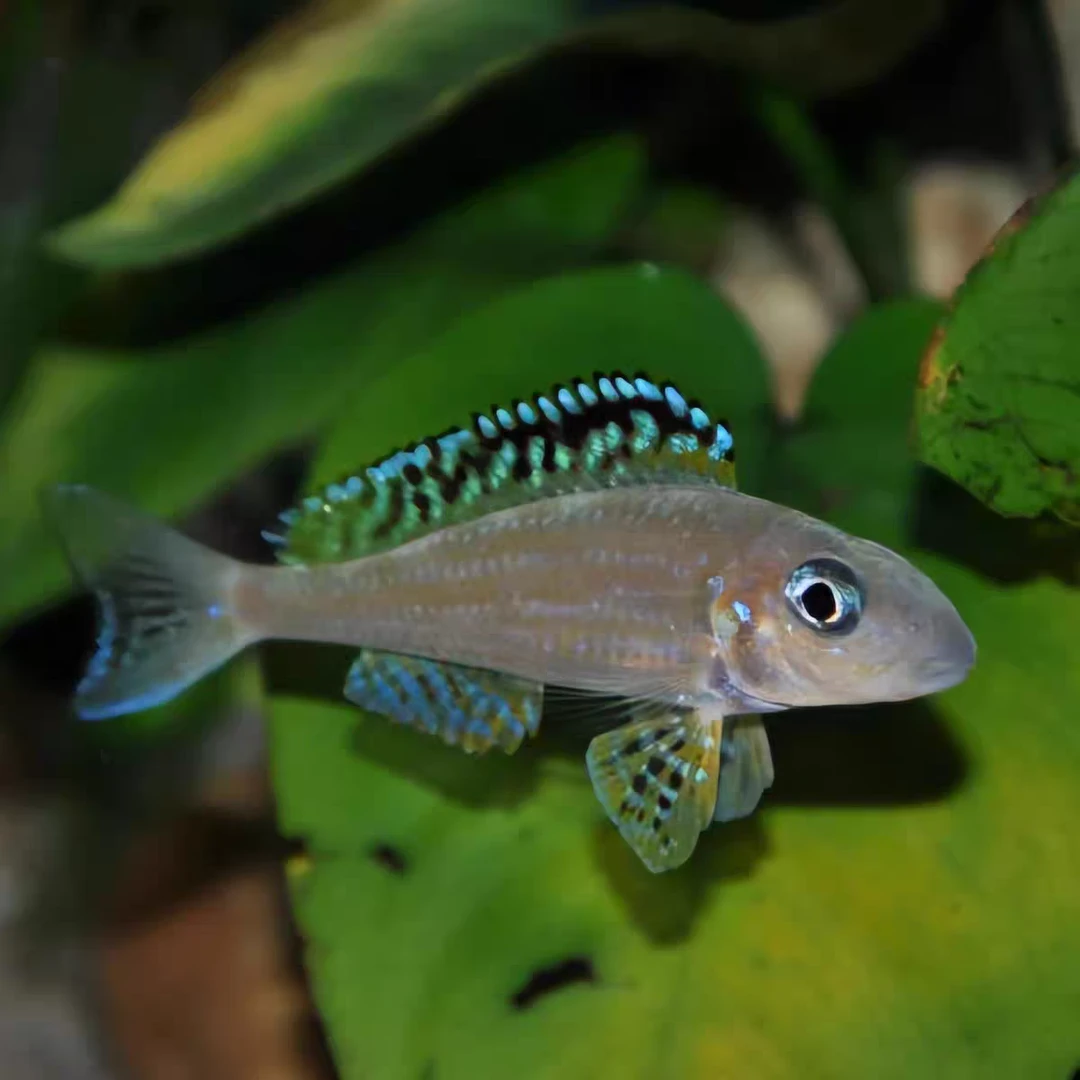 小型热带精品观赏鱼 铁幕博黑花向日葵