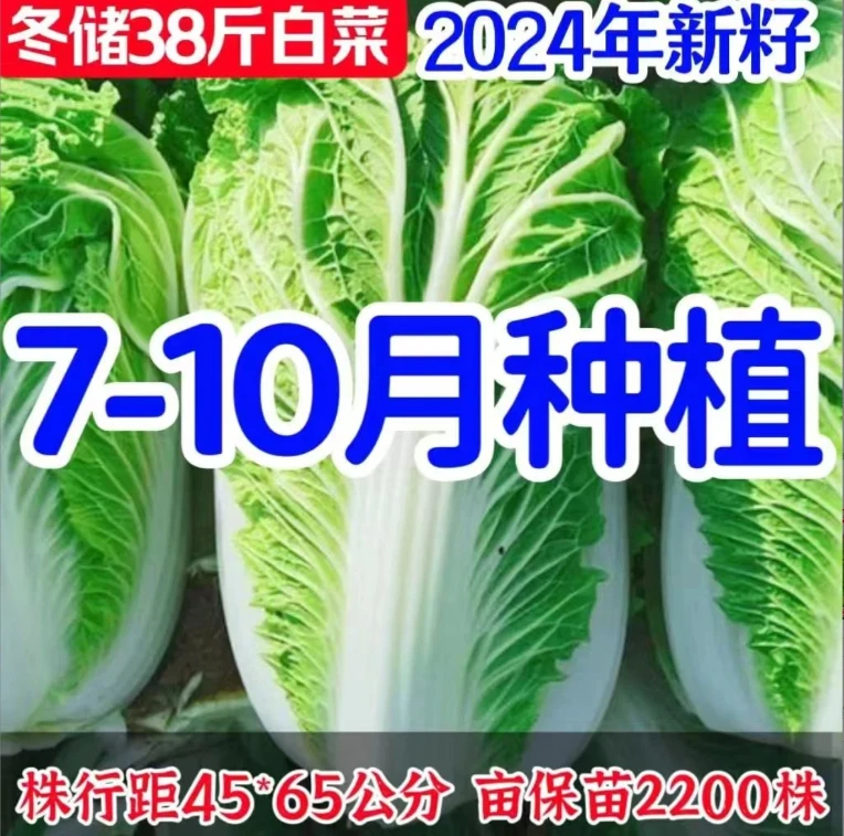 冬储38斤大白菜白菜种子高产耐寒四季播种秋冬北方蔬菜