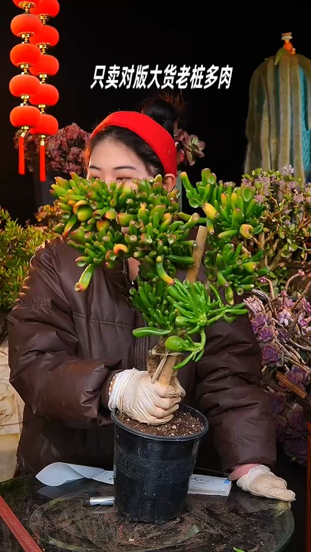 【闪购商品】中号吸财树37号