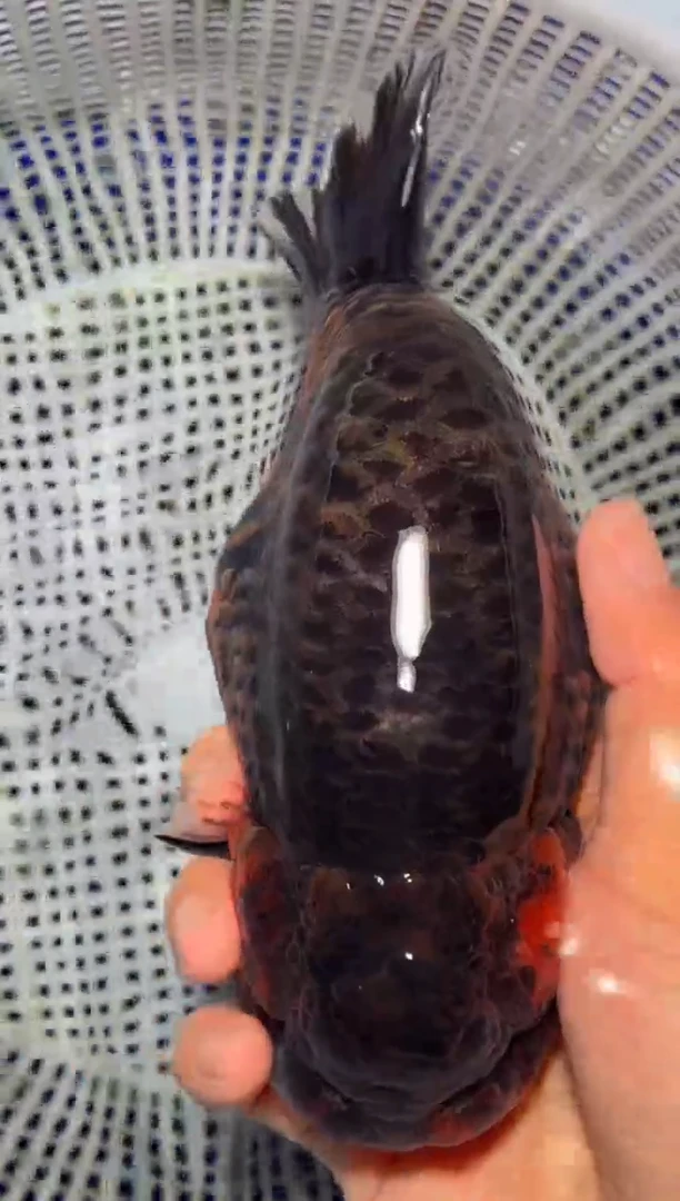 金鱼（运费到付，马印灯下展示）福州追鱼兰寿金鱼