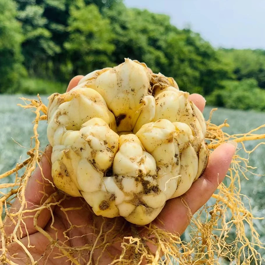 精品宜兴山百合蔬菜太湖之参宜兴山百合