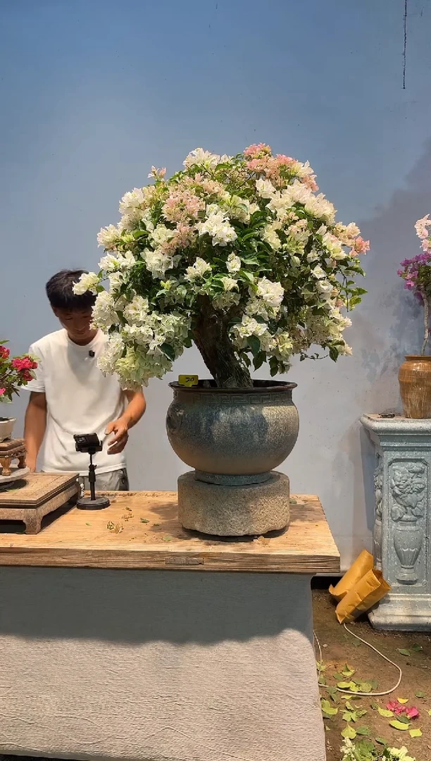 全部花朵束****递三角梅20