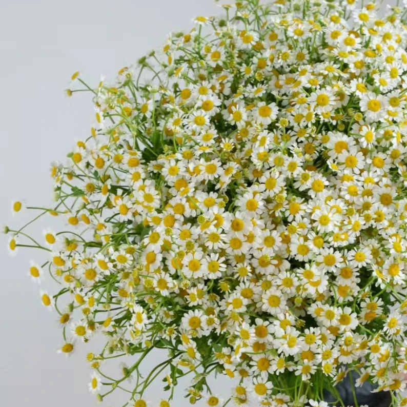 鲜花 2把洋甘菊 鲜花批发不售后介意勿拍