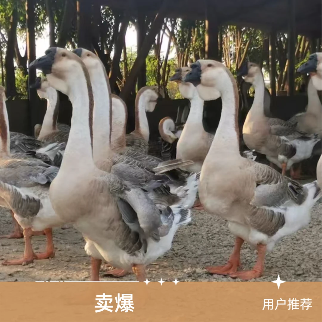 【苏】大种灰色狮子头鹅10只带框发货