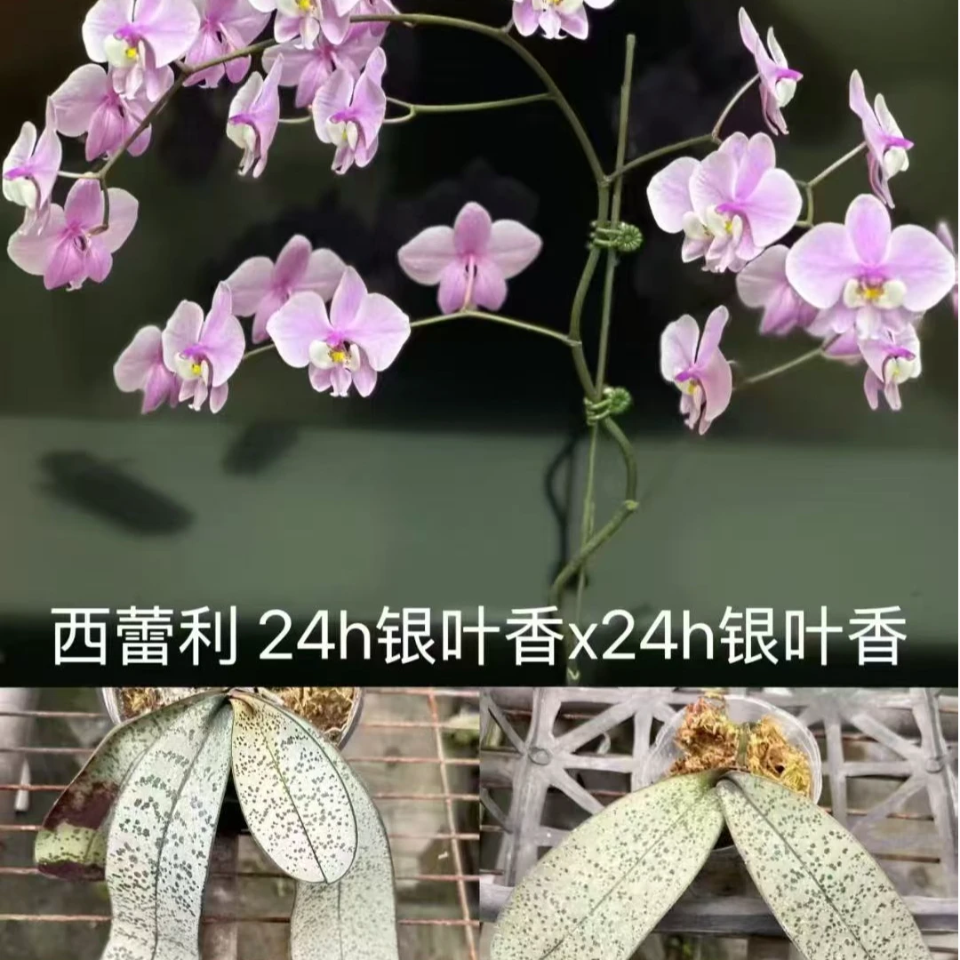 1.7寸 超银叶西雷利-苗 【叶微瑕、根不多】珍奇蝴蝶兰