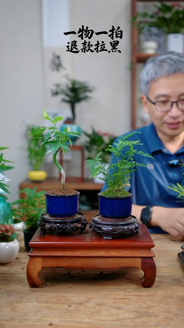 完全开放前*发财树+狼尾蕨308