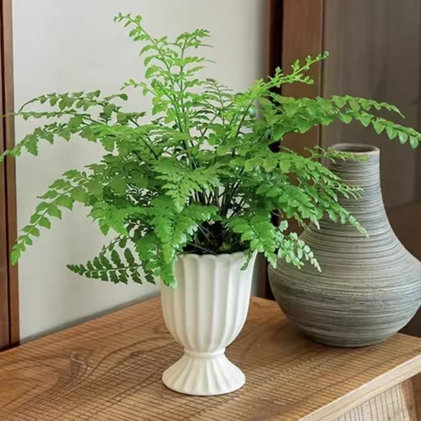 吉姆蕨盆栽网红蕨类植物办公室绿植室内平安蕨耐阴好养活四季绿植
