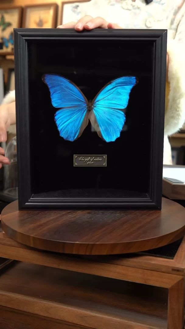 大蓝闪蝶黑绒底版10寸欧式框（带证书）