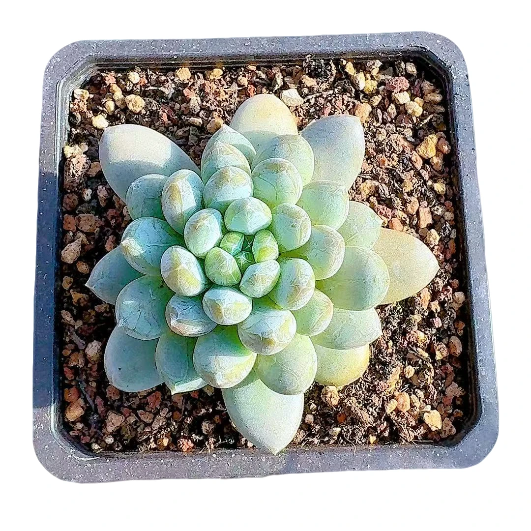 【咖啡豆】【满9.9包邮】星花怒放二哥多肉阳台植物栽种养护红色