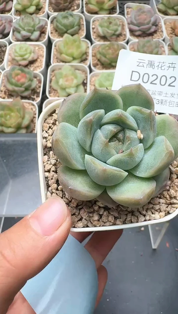 202D云禹多肉植物 带盆土纸巾打包 3颗包邮