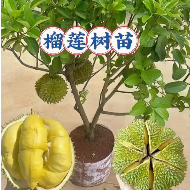 金枕榴莲树果苗南北方四季种植嫁接猫山王大果树盆栽当年结果