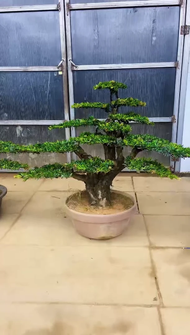 无花朵一物一拍，所见即所得