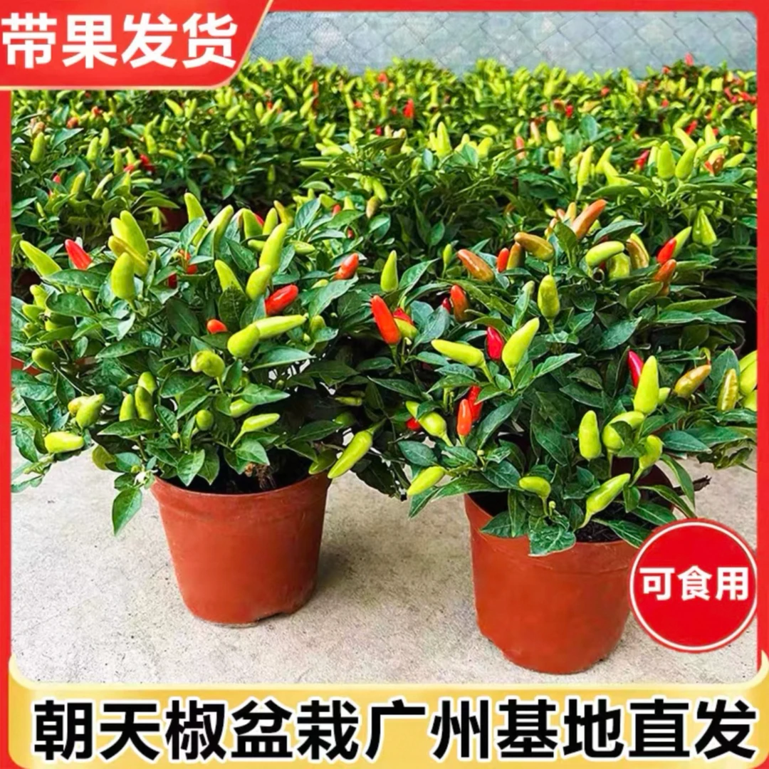 朝天椒盆栽可食用可观赏原土原盆四季开花结果室内阳台庭院植物