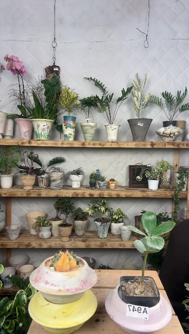 无花朵胡*贝编号947   景德镇花盆加墨西哥铁