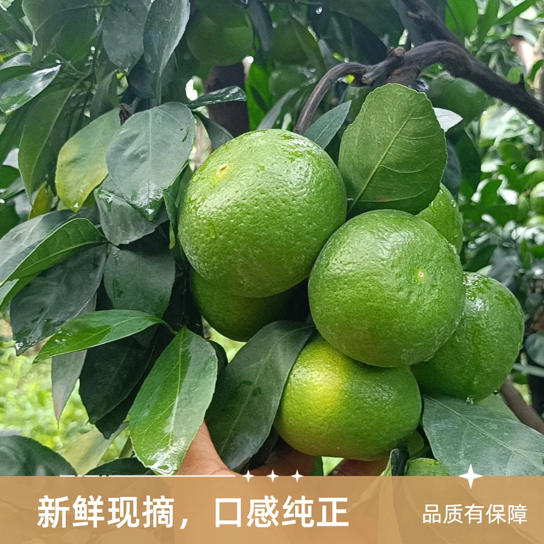云南青皮蜜橘云南现摘新鲜桔子当季孕妇水果薄皮橘子整箱酸甜