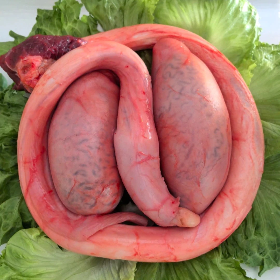 牛三宝新鲜广东直发尿管已清保密发 送调料包