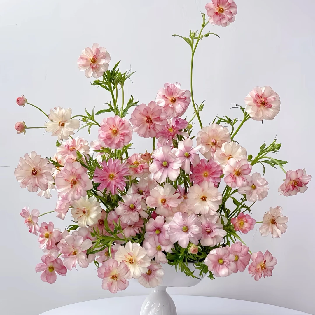 【一品花集】【珠光粉】蝴蝶洋牡丹