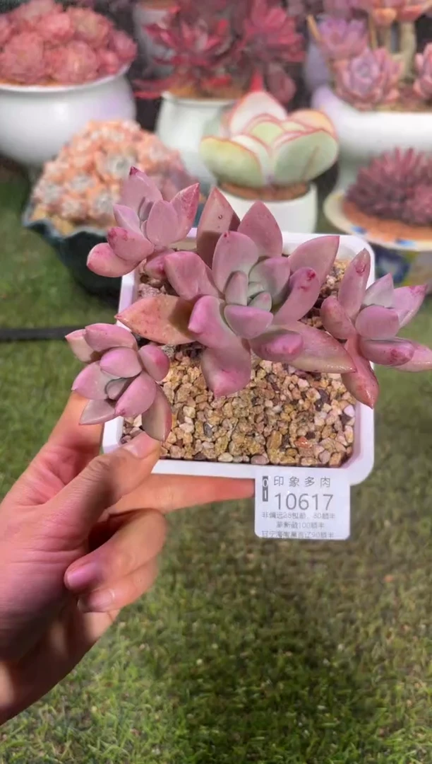 【闪购商品】10617