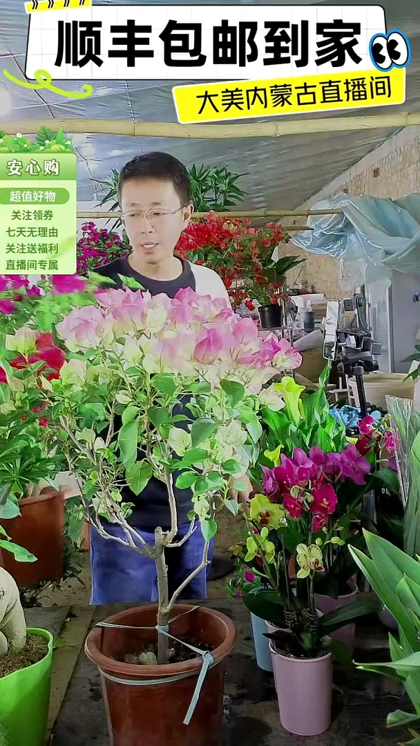 完全开放四年桩绿茵三角梅