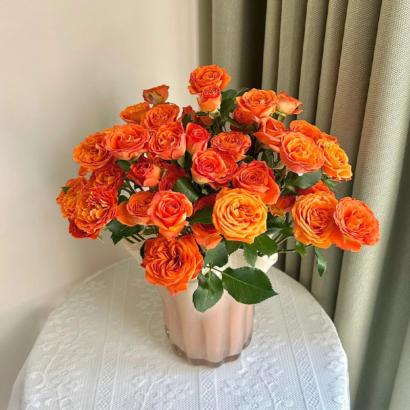 橙色芭比 多头玫瑰月季切花橙红色多季勤花直立抗病阳台花卉盆栽
